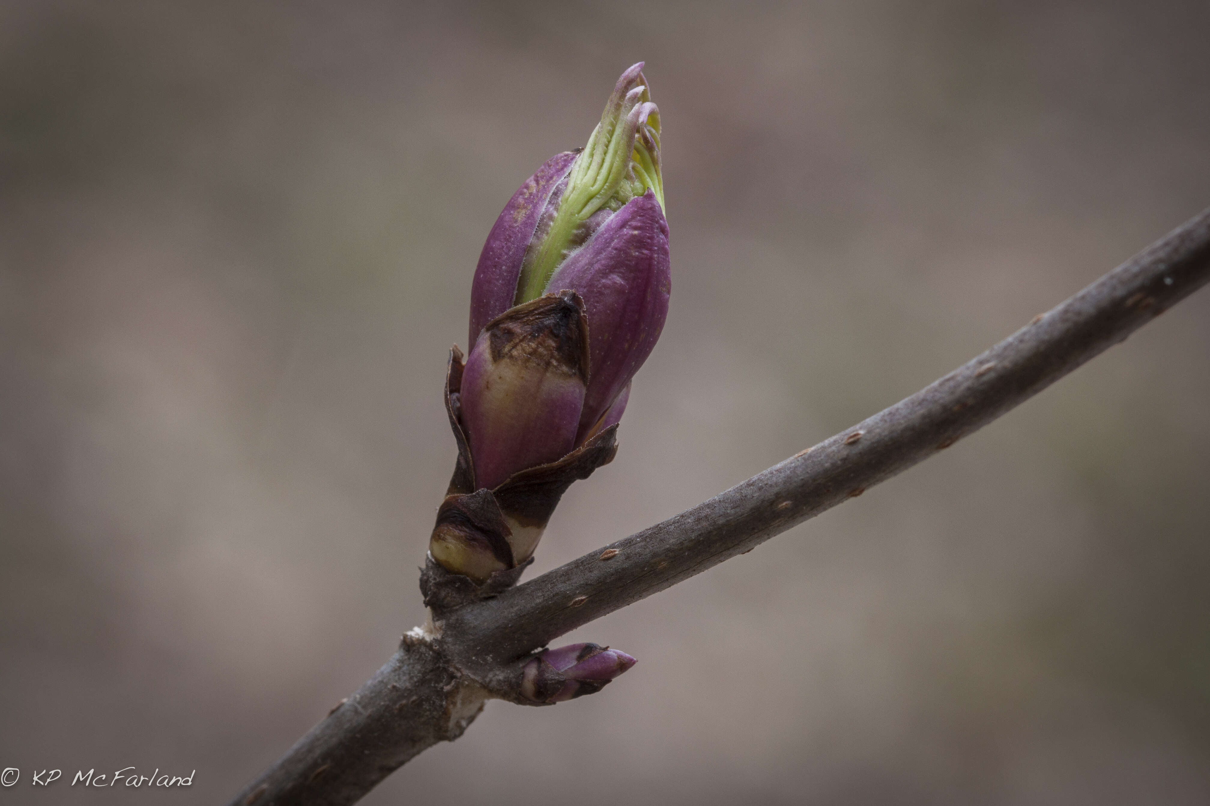 Imagem de Sambucus