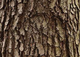 Image of alder