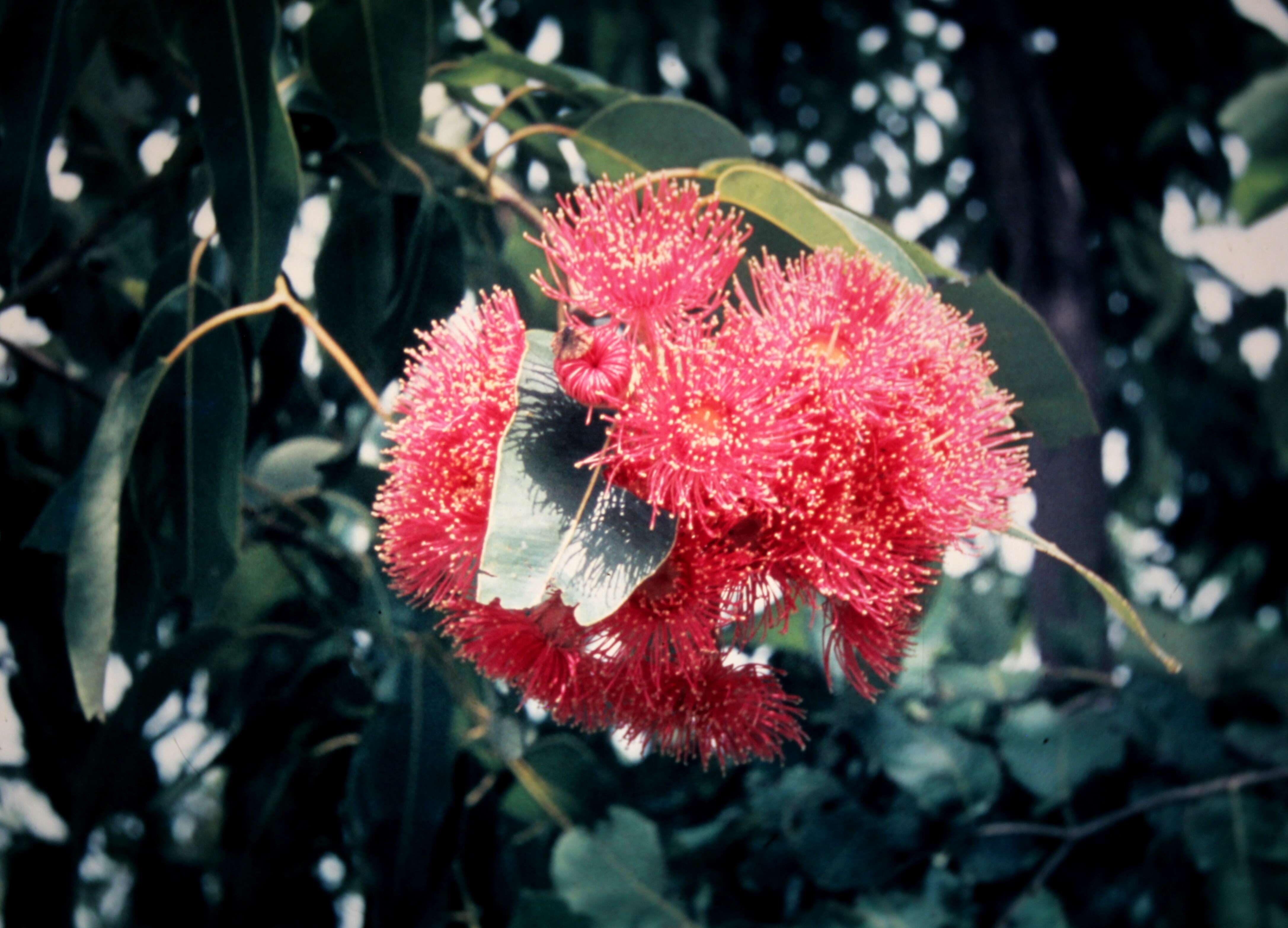 صورة Corymbia ptychocarpa (F. Müll.) K. D. Hill & L. A. S. Johnson