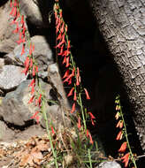 Image of beardlip penstemon