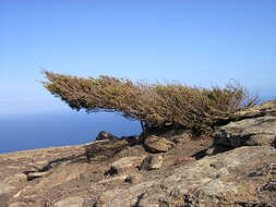 Image of juniper