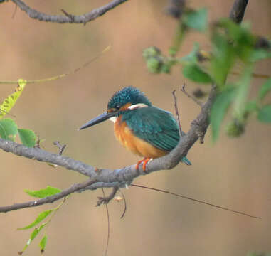 Image of Common Kingfisher