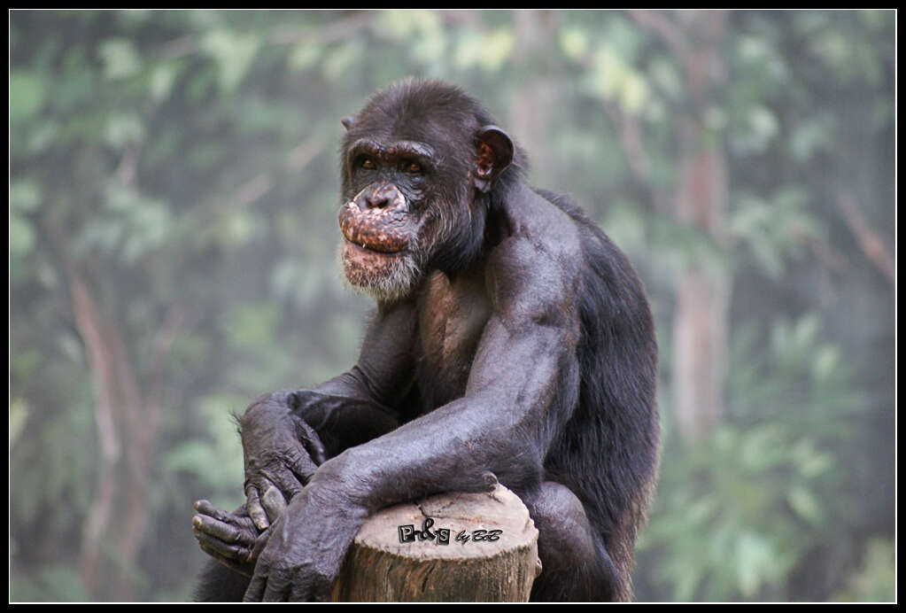 Image of chimpanzee