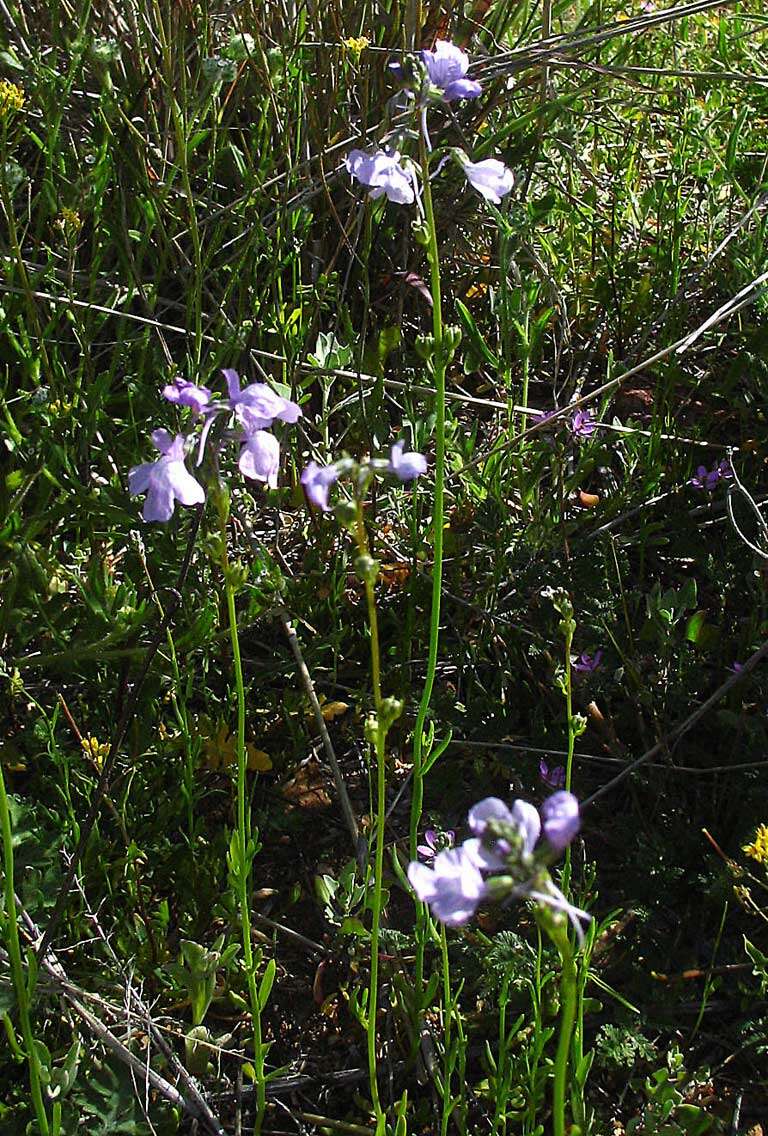 Image of toadflax