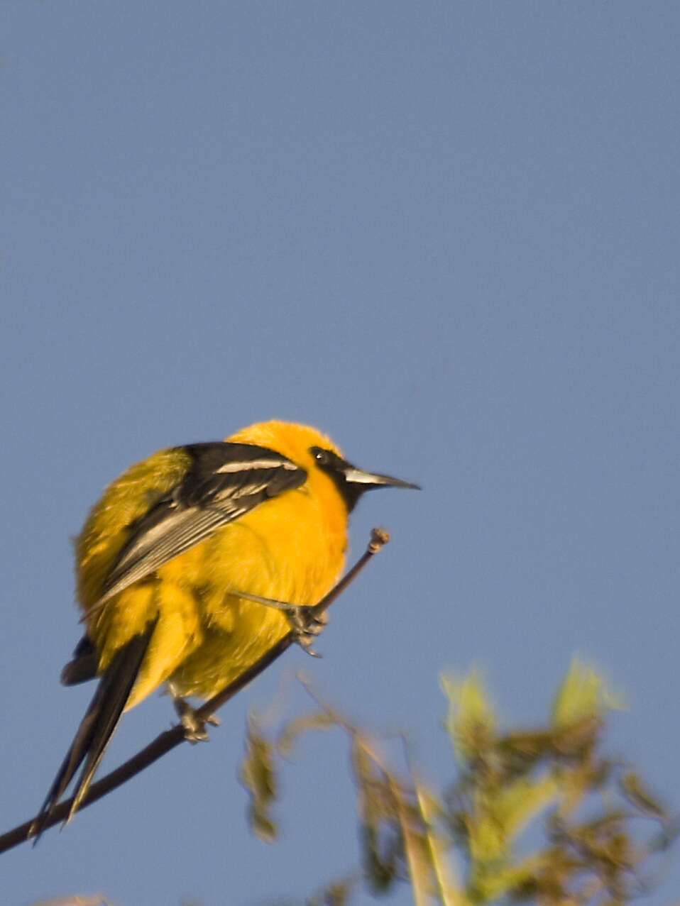 Image of New World orioles