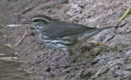 Image of waterthrush