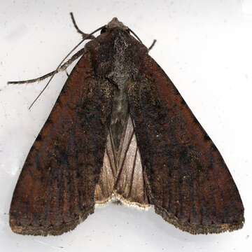 Image of pearly underwing