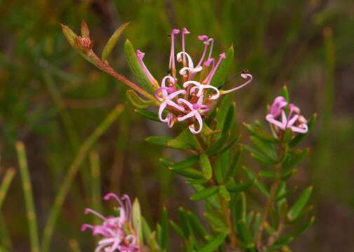 Image of Grevillea patulifolia Gand.