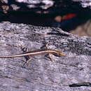 Image of Cream-striped Shinning-skink