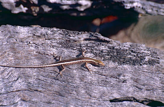 Image of Cream-striped Shinning-skink