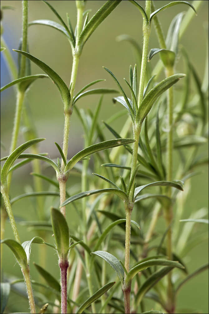 Imagem de Cerastium arvense subsp. strictum (L.) Gaudin