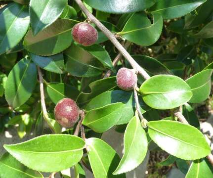 Слика од Camellia oleifera Abel.