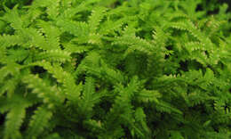 Image of Selaginella serpens (Desv. ex Poir.) Spring