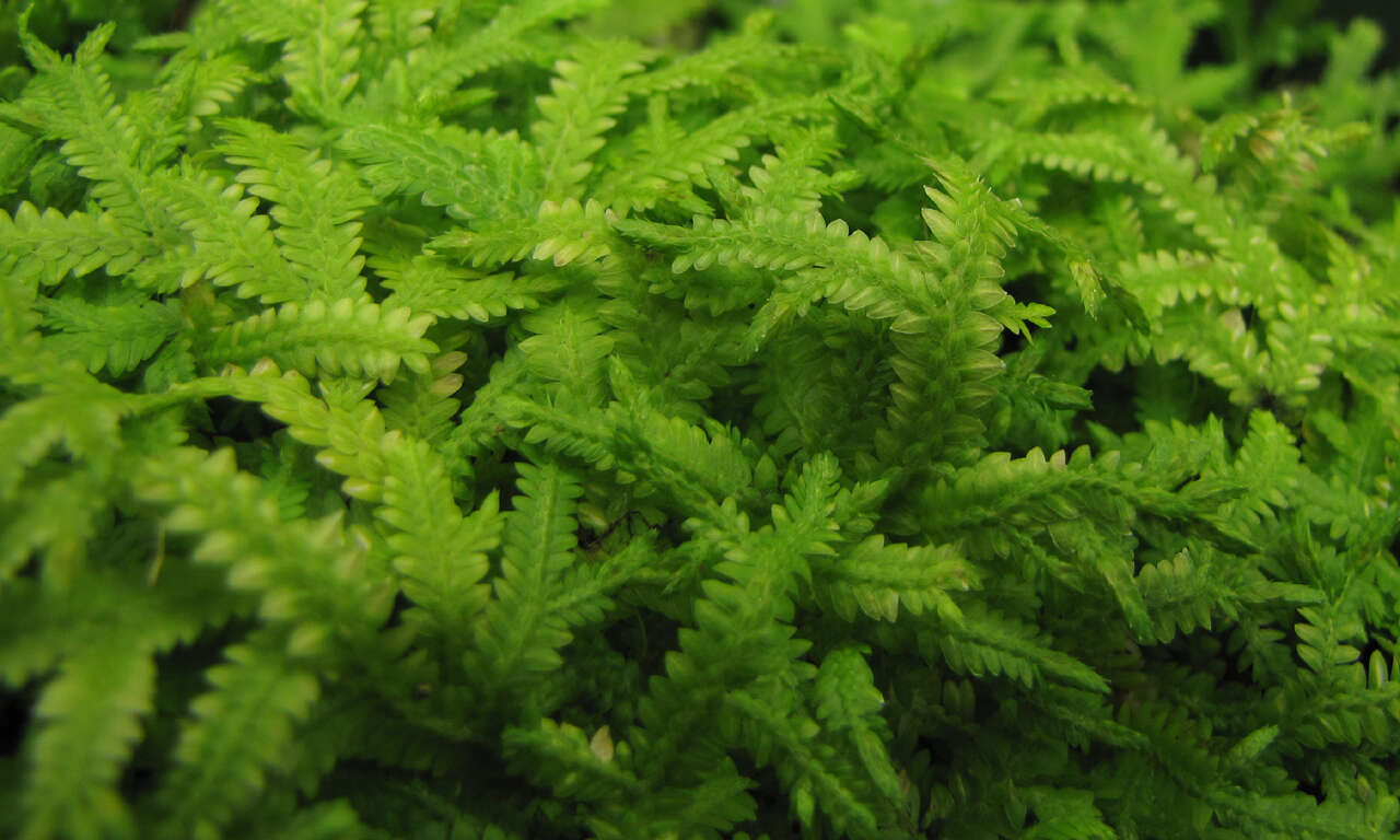 Image of Selaginella serpens (Desv. ex Poir.) Spring