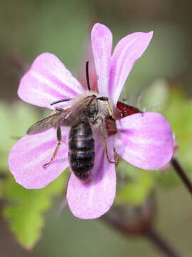 Image of Andrena bicolor Fabricius 1775