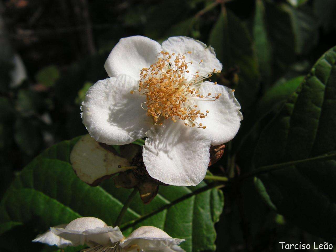 Image of Campomanesia dichotoma (Berg) Mattos