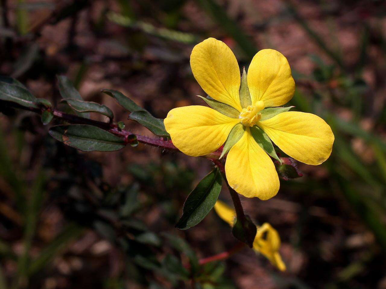 Image of Angle-Stem Primrose-Willow