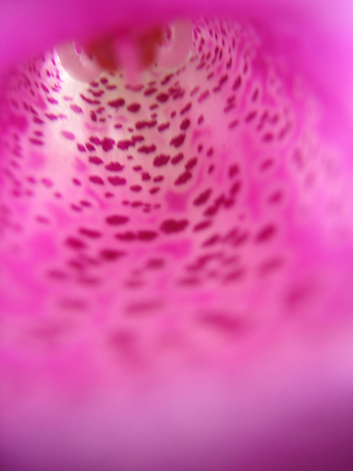 Image of Foxgloves