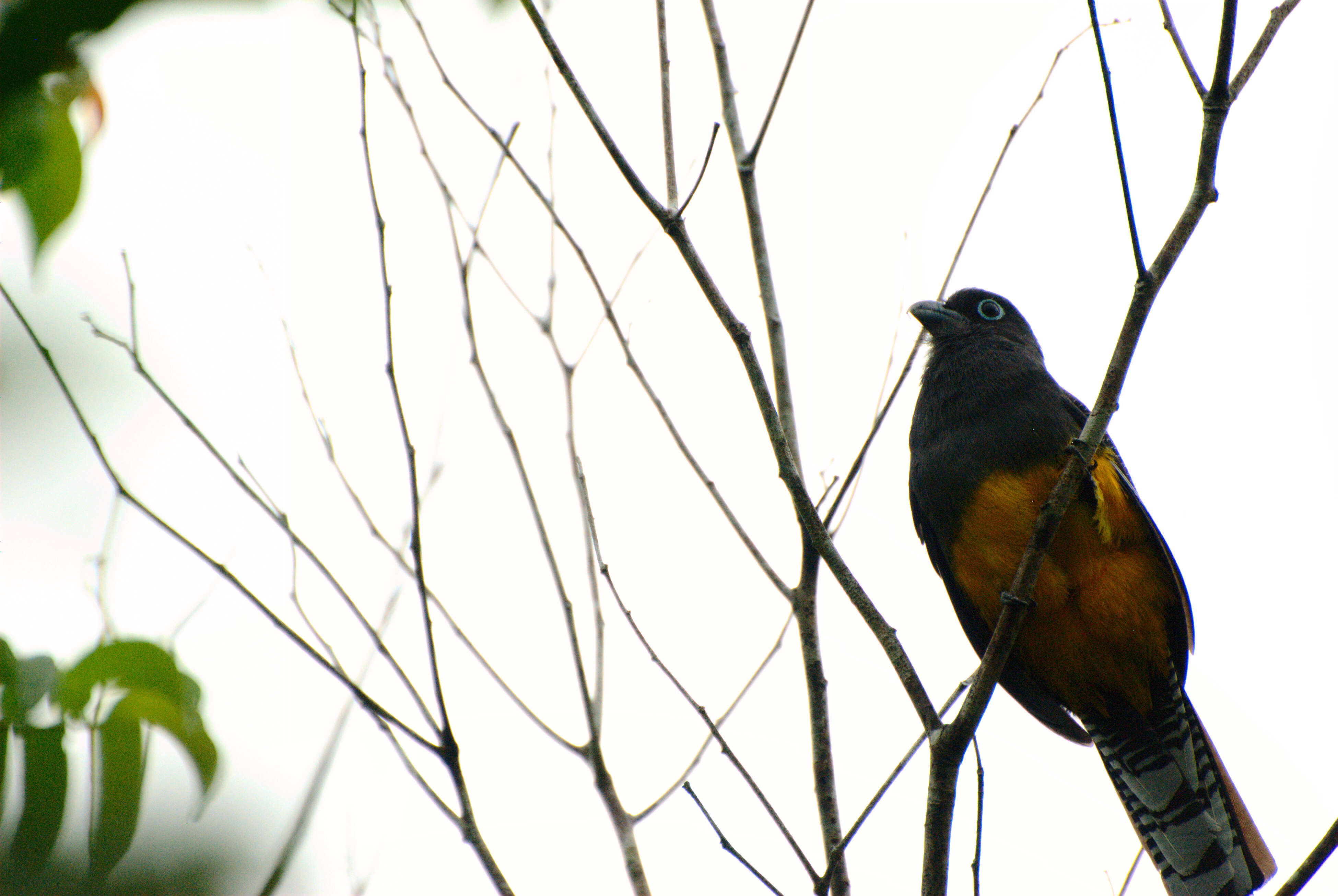 Plancia ëd Trogon Brisson 1760