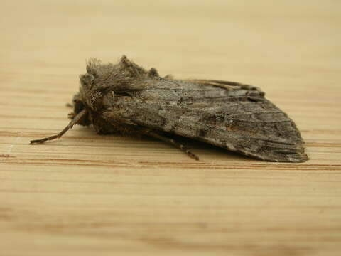 Image of Pale shining brown moth