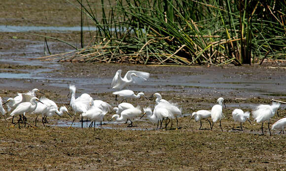 Image of Snowy Egret