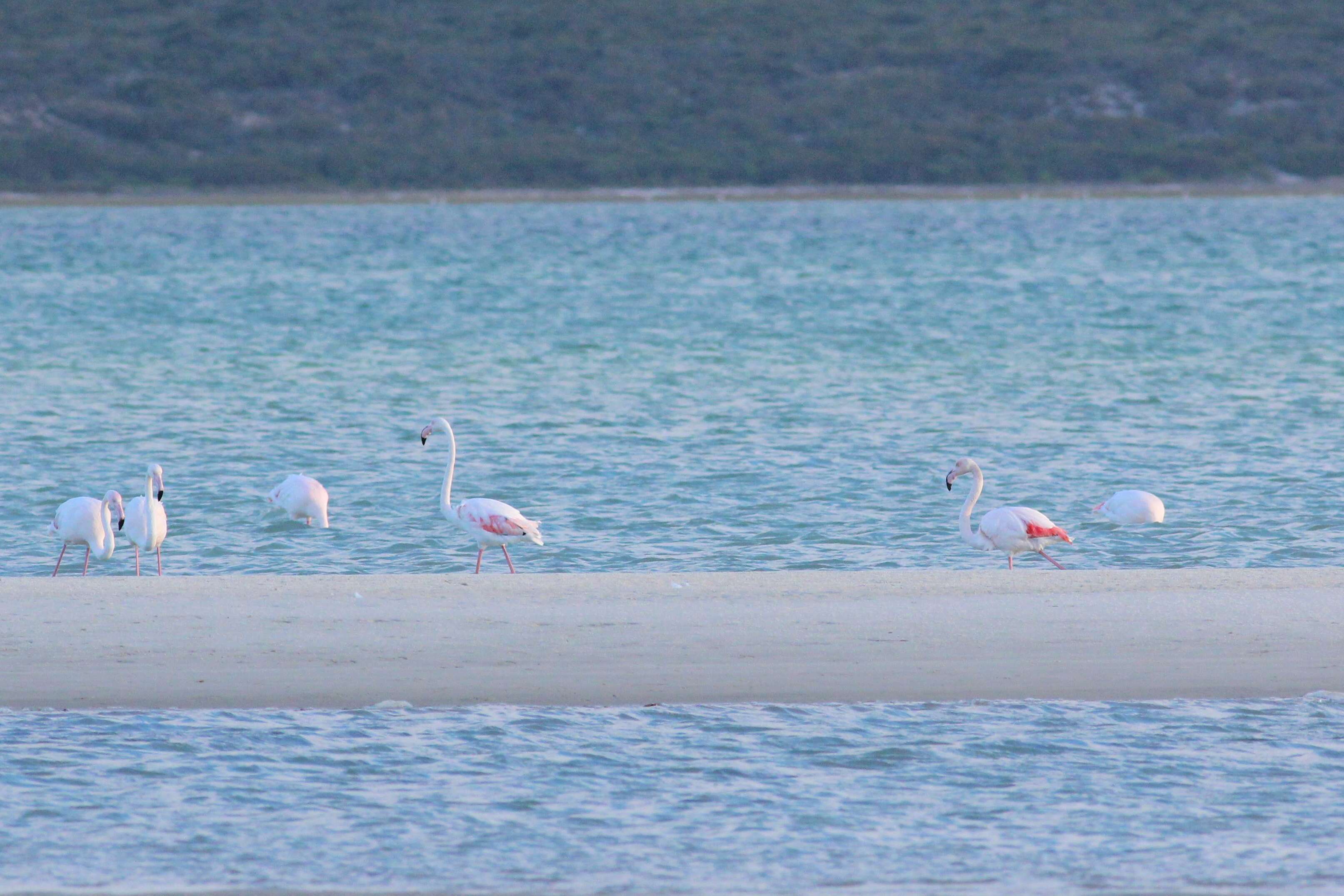 Imagem de Phoenicopterus Linnaeus 1758