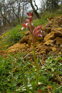 Image of Butterfly orchid