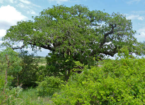 Image of sausage tree