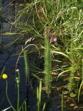 Image of Mare's Tail