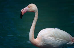 Imagem de Phoenicopterus Linnaeus 1758