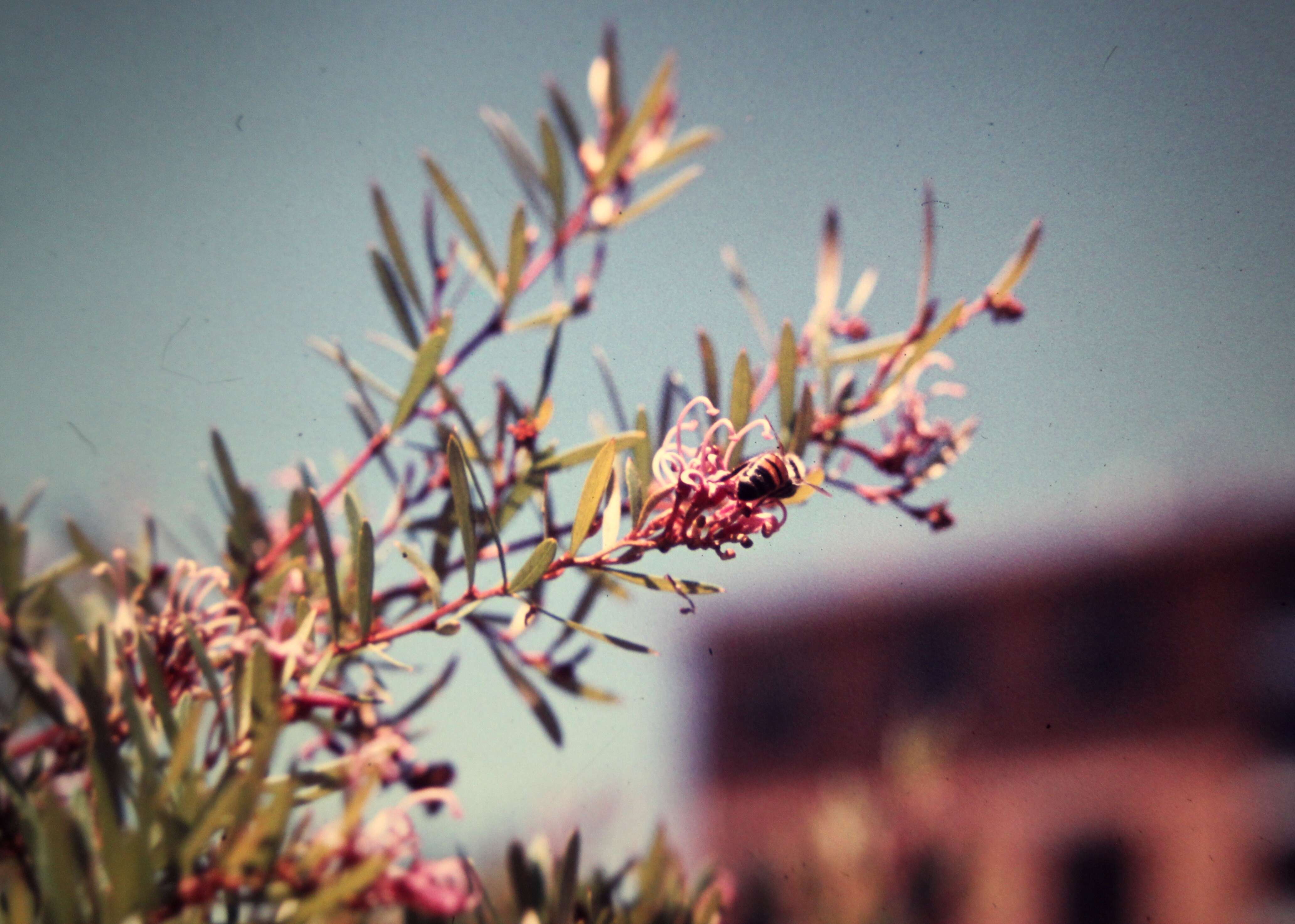 Image of Grevillea sericea (Sm.) R. Br.