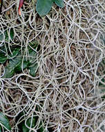 Image of Spanish moss