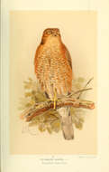 Image of Eurasian Sparrowhawk