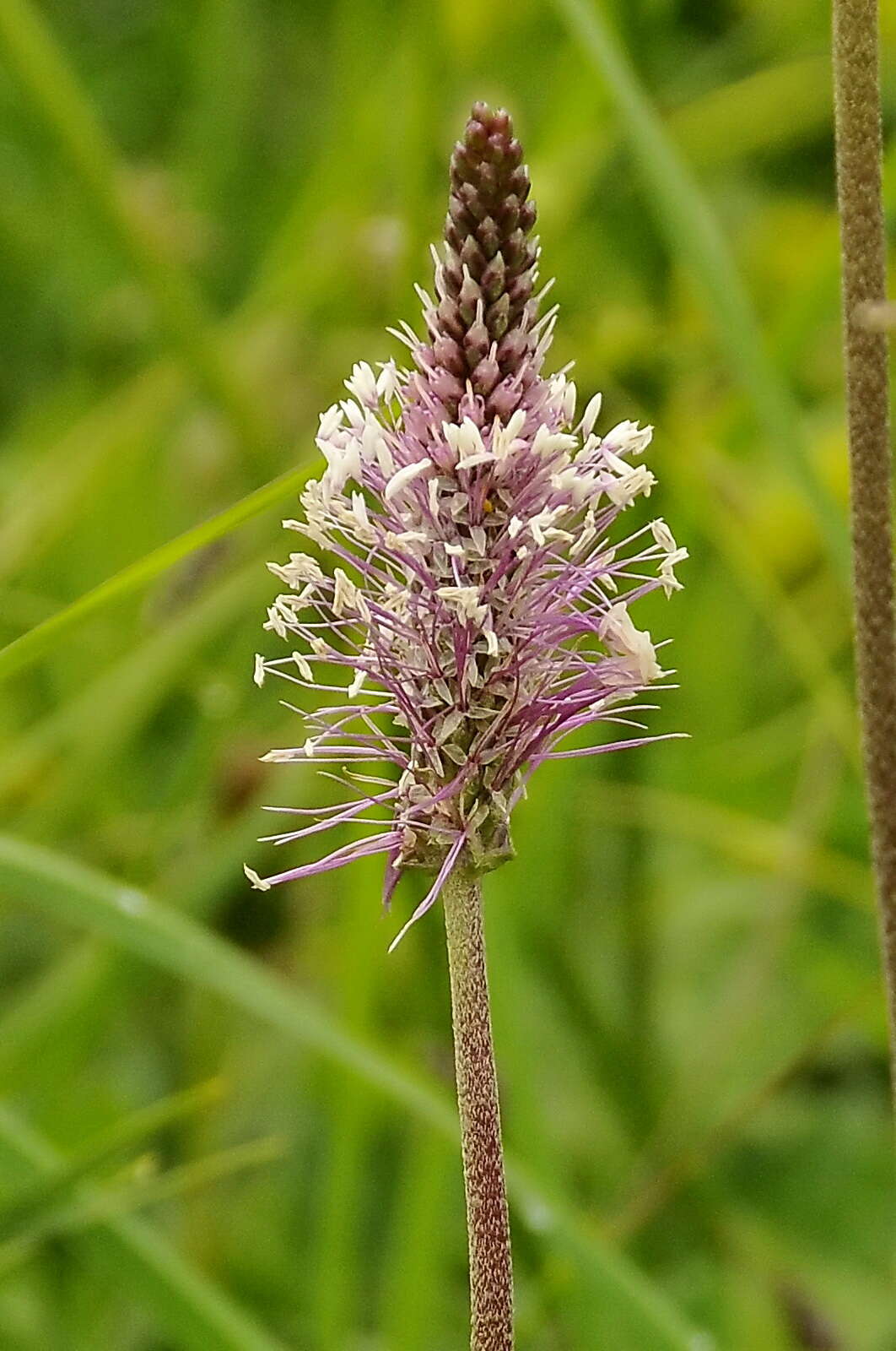 Image of Hoary Plantain