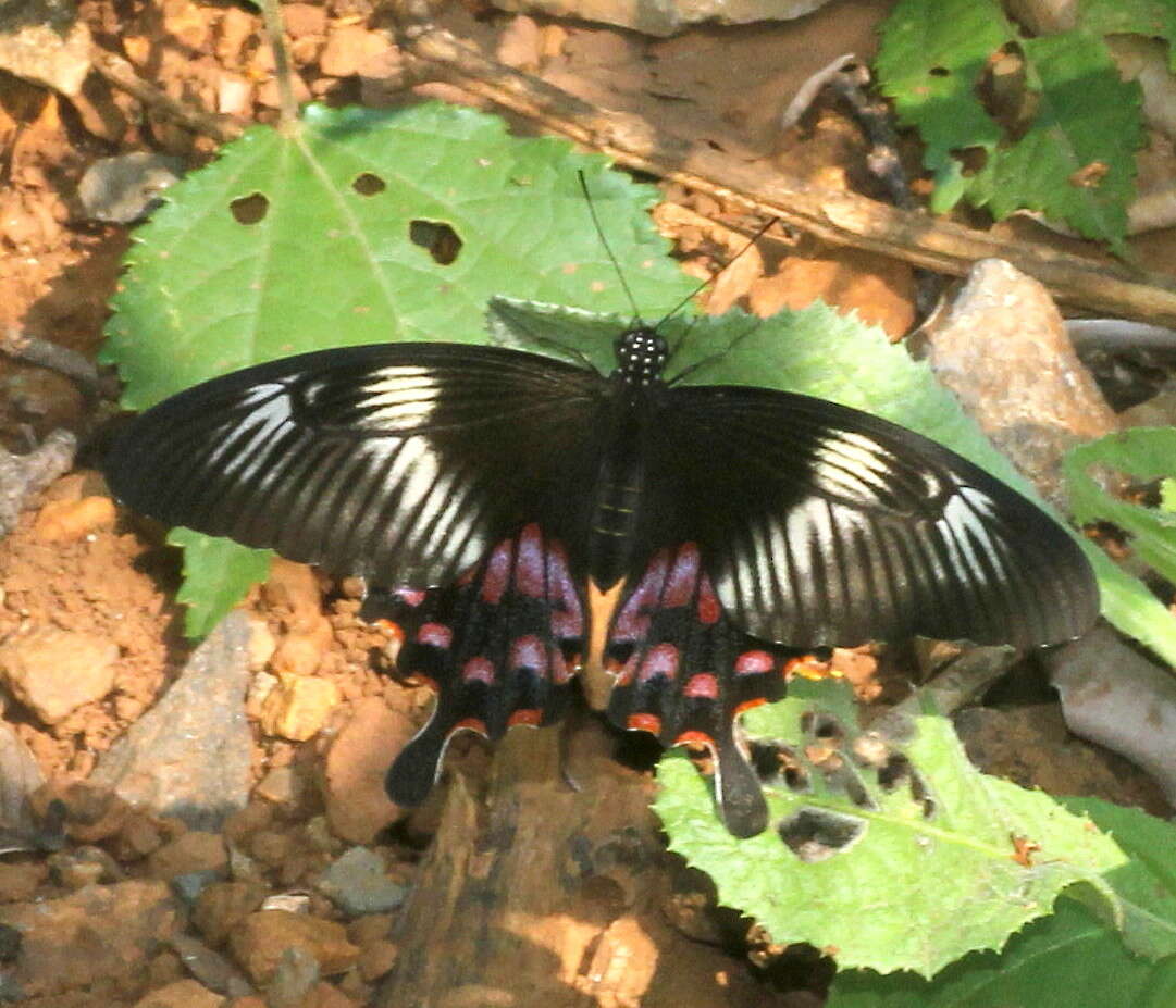 Image of Papilio polytes Linnaeus 1758