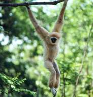 Image de Gibbon Lar