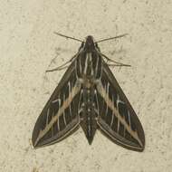 Image of White-lined Sphinx