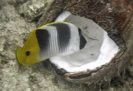 Image of Pacific Double-saddle Butterflyfish