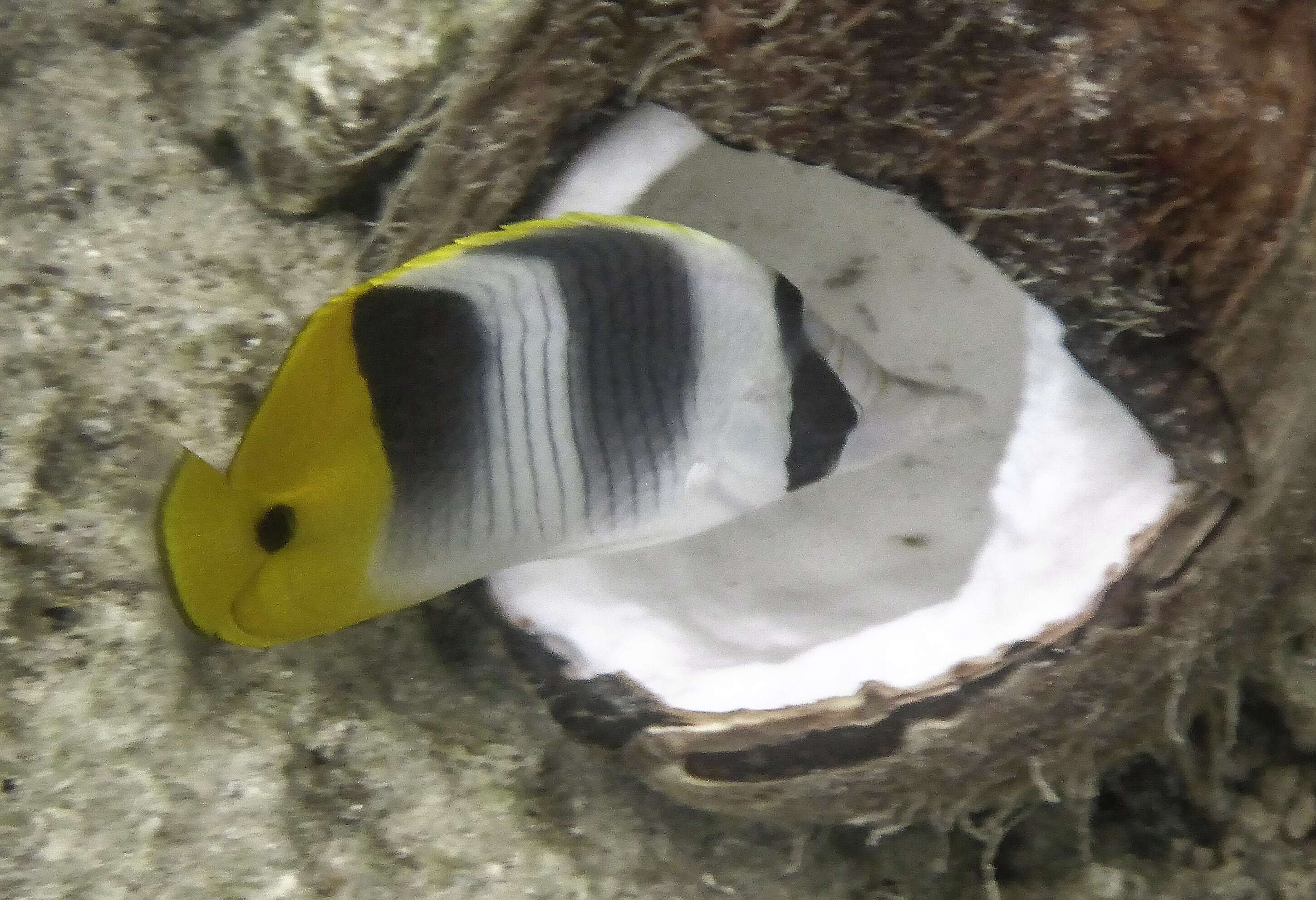 Image of Pacific Double-saddle Butterflyfish