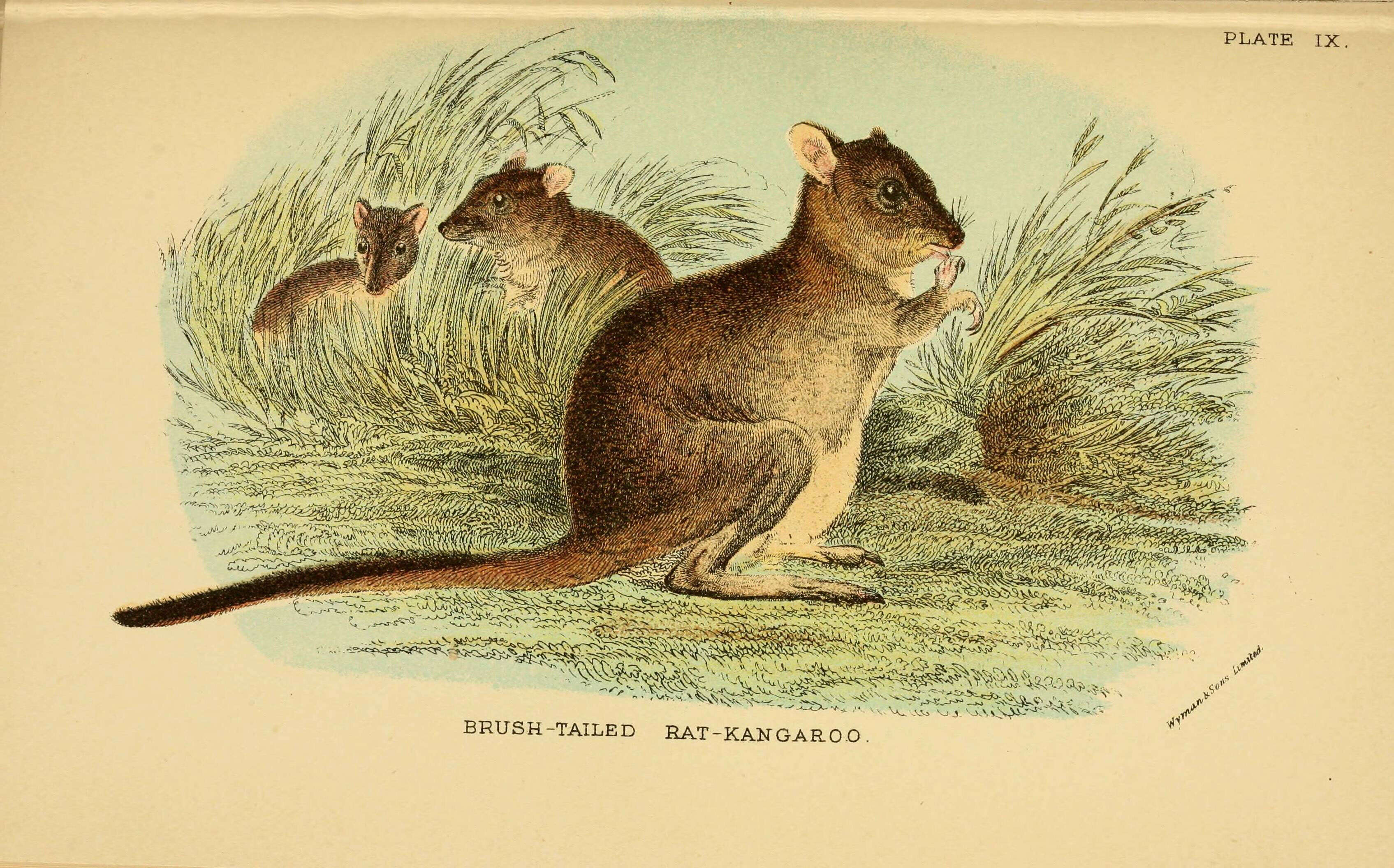 Image of bettongs, potoroos, and rat kangaroos