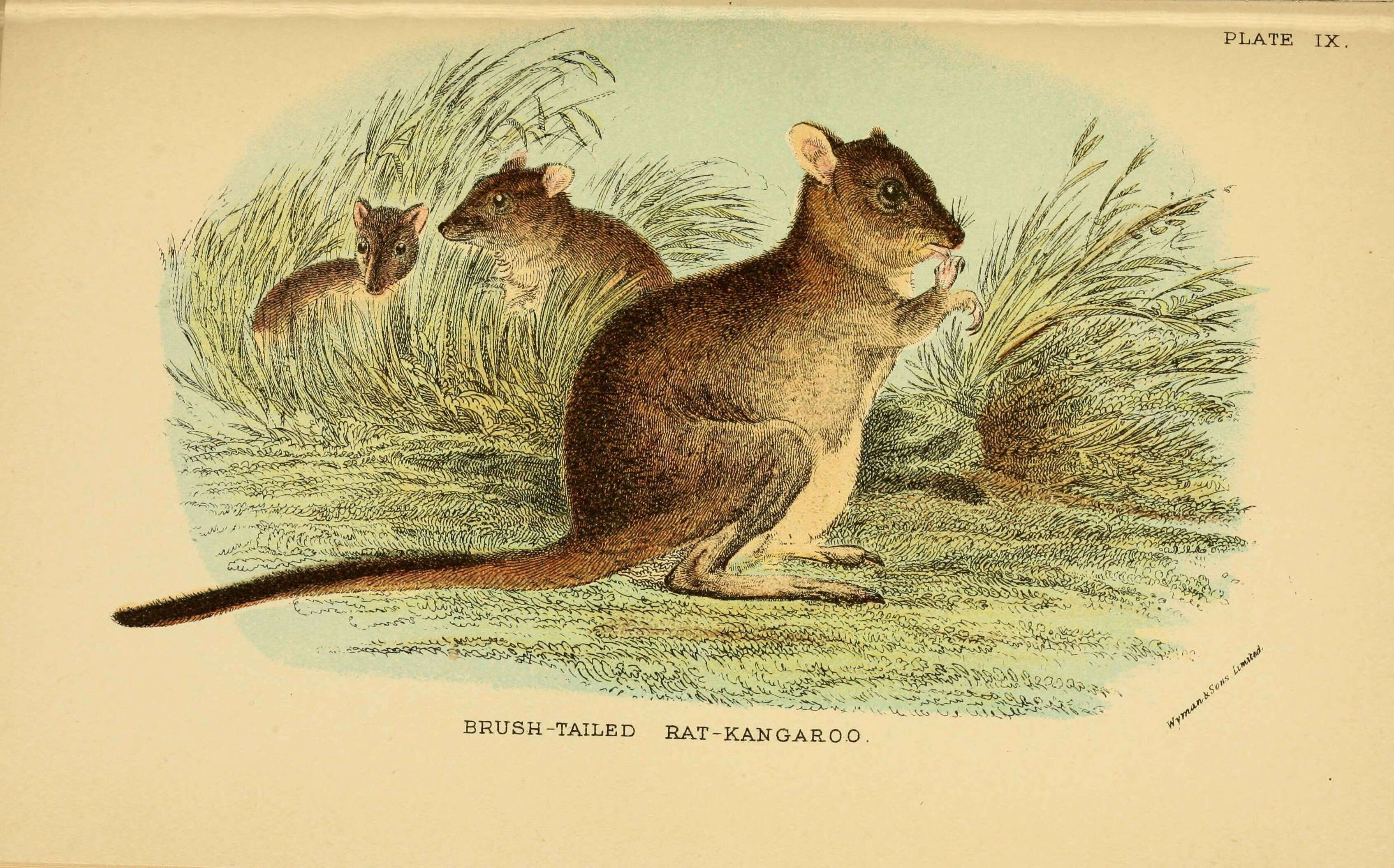 Imagem de Bettongia penicillata Gray 1837