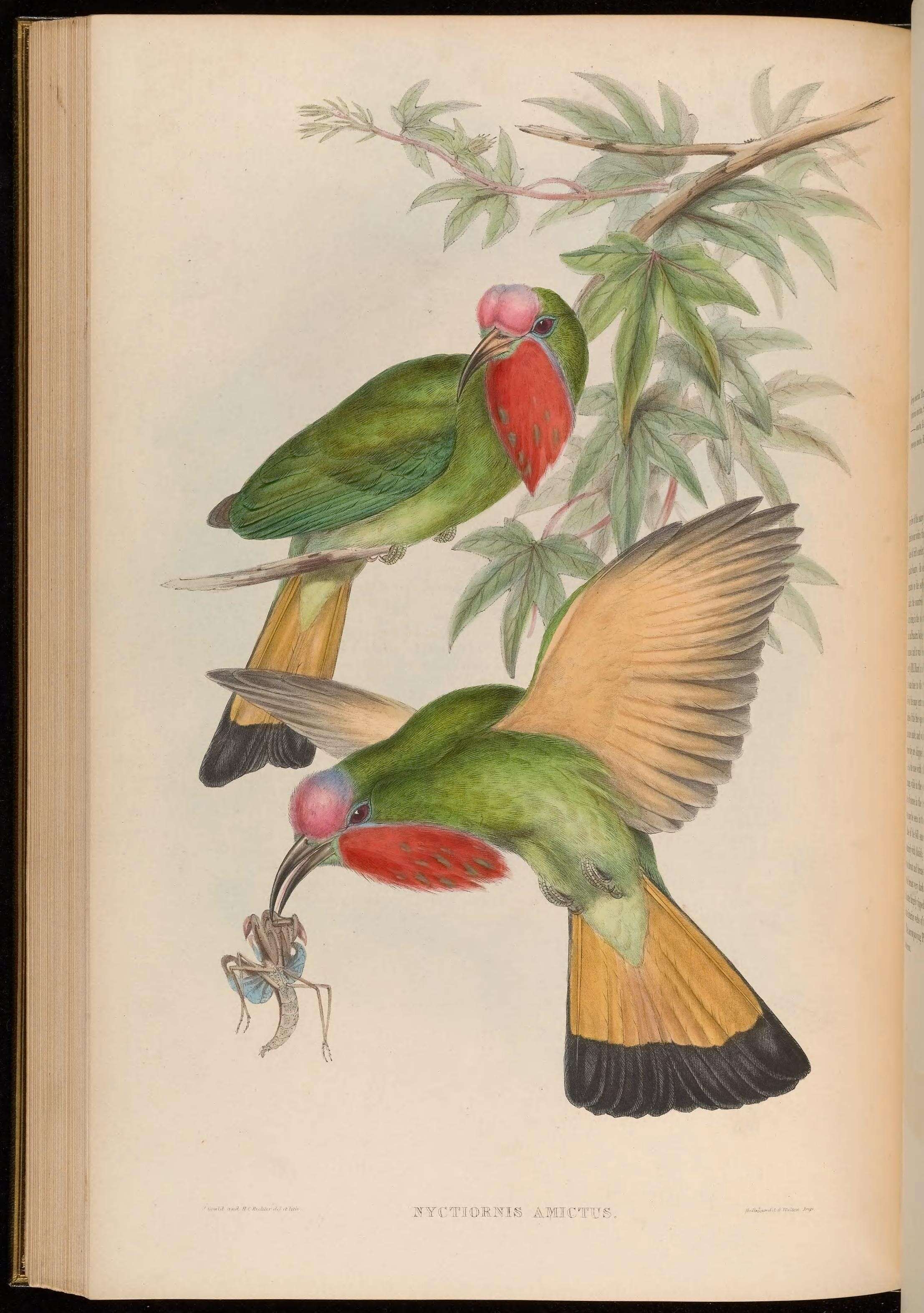 Image of Nyctiornis Swainson 1831