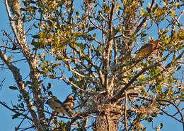 Image de Bombycillidae