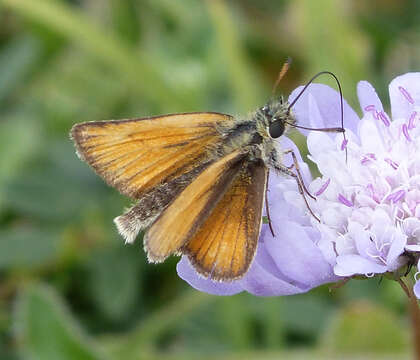 Image of essex skipper