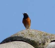 Image of Common Redstart