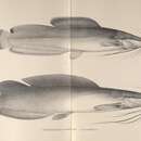 Image of Eel-like Fattyfin Catfish
