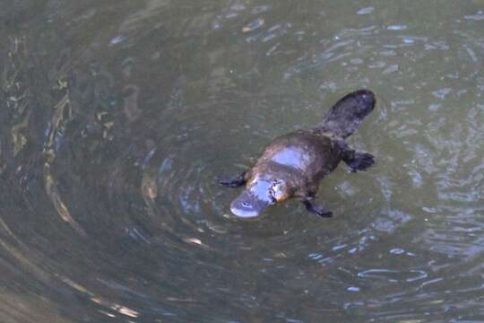 Image of platypus