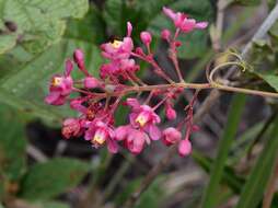 Image de Serjania velutina Cambess.