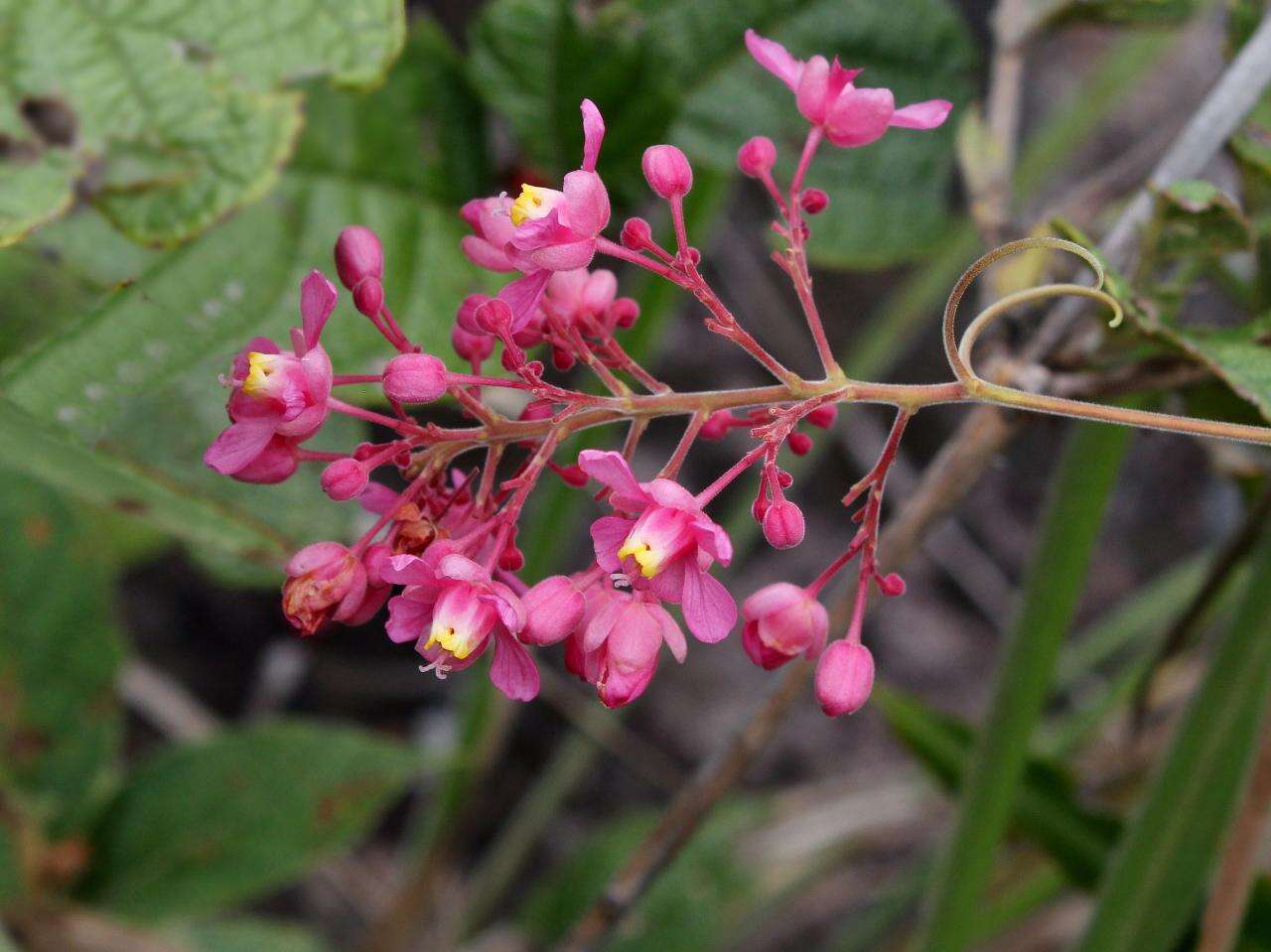 Plancia ëd Serjania velutina Cambess.