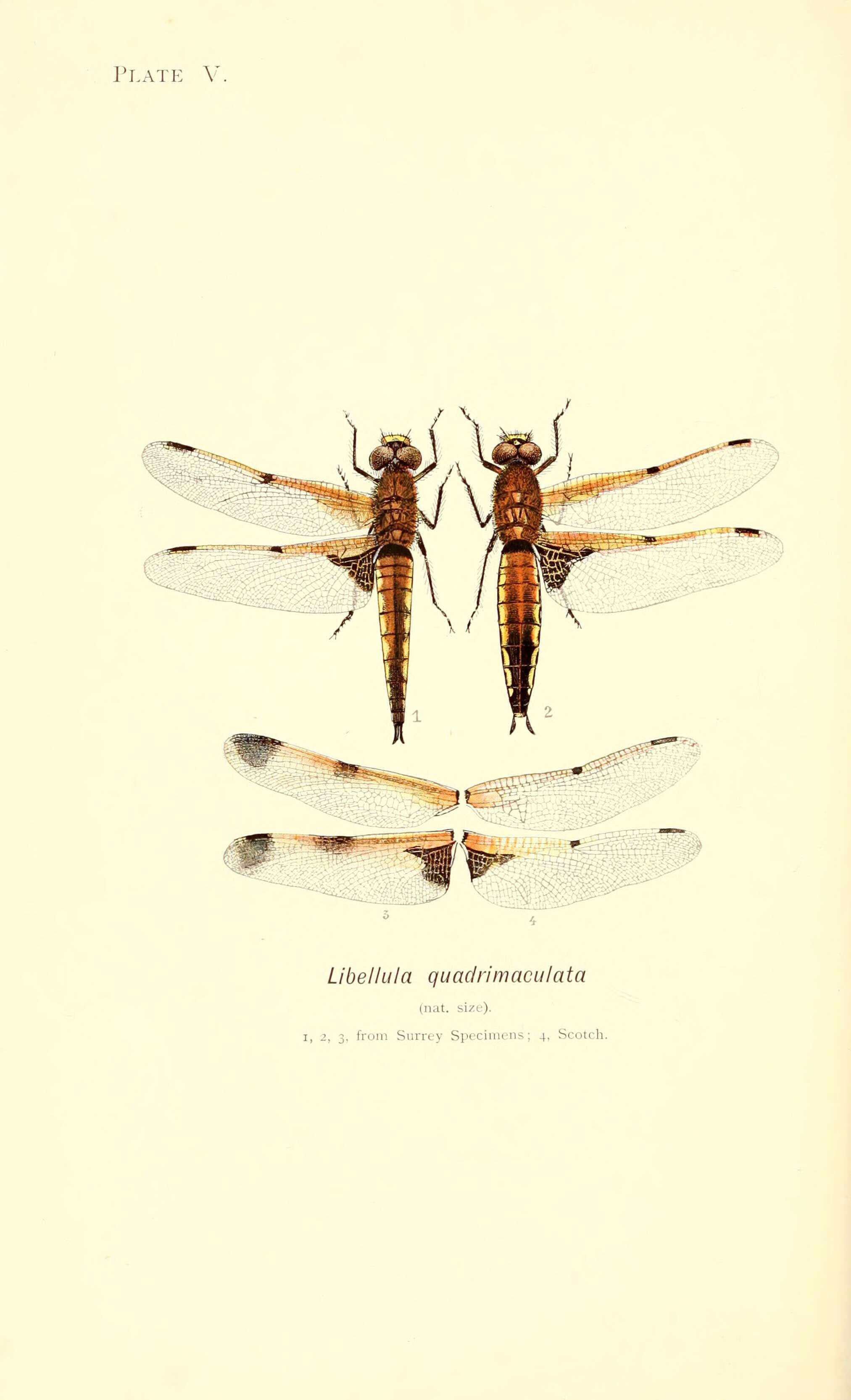 Imagem de Libellula Linnaeus 1758